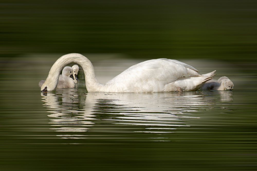 New born swan babies from Wilma Wijers Smeets