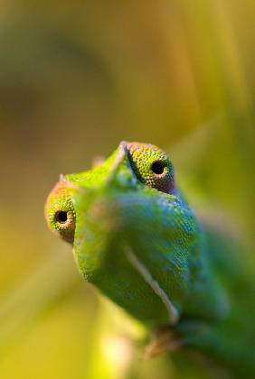 chameleon