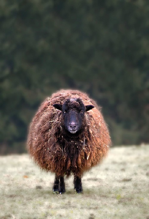 wool from Wolfgang Simlinger