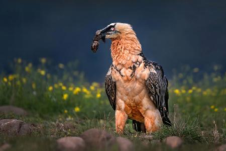 Bearded vulture close up