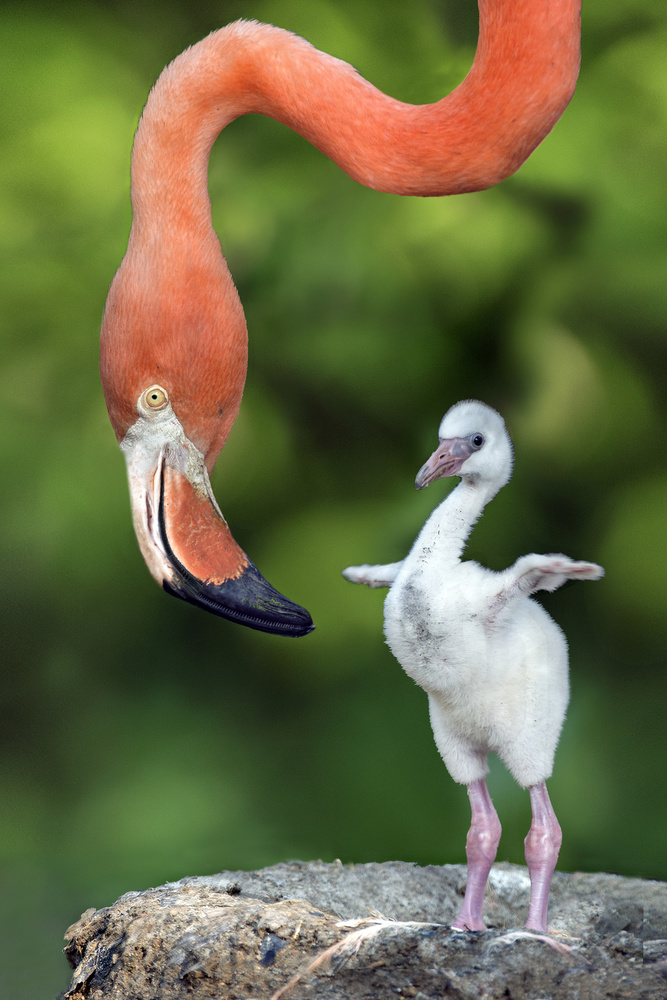 Flamingo with chick from Xavier Ortega