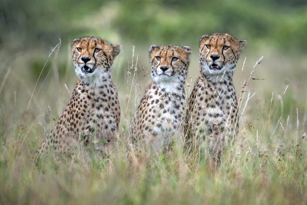 Cheetah cubs from Xavier Ortega