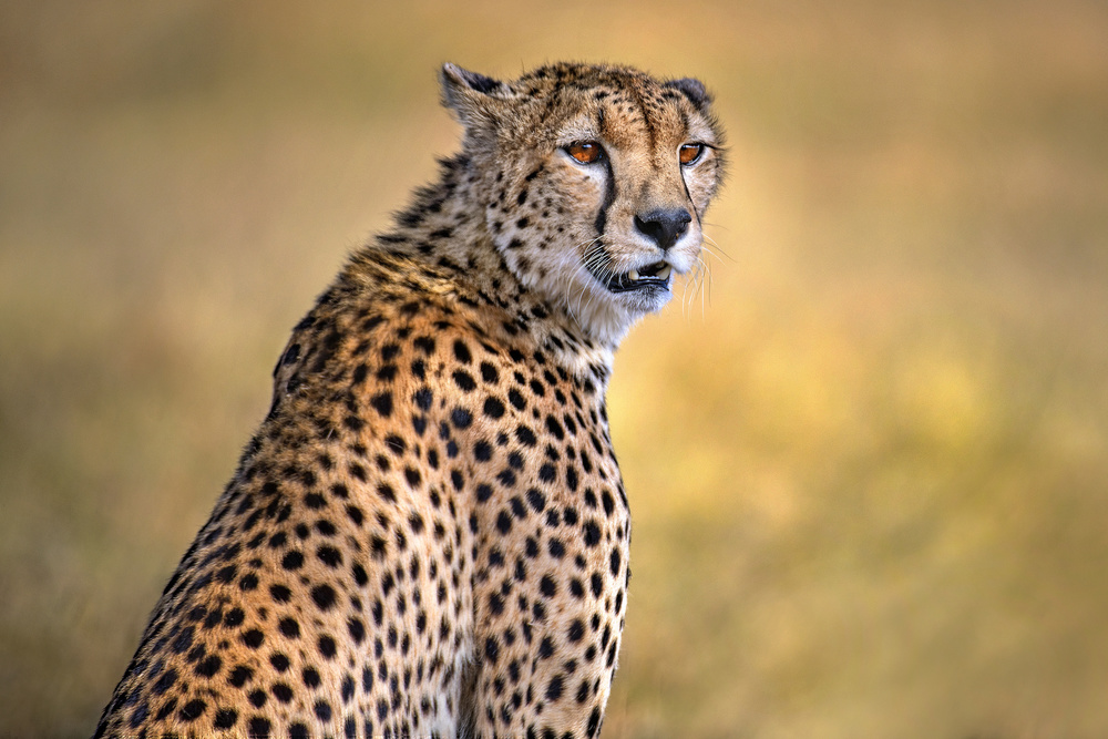 Cheetah portrait from Xavier Ortega