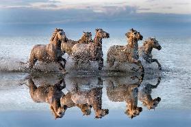 Horses and reflection