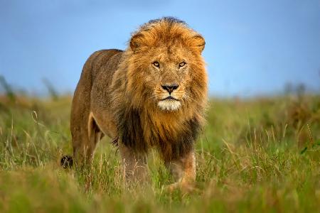 Lion patrol