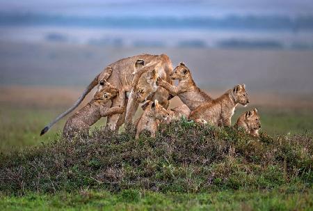 Lioness with the cubs of the pride
