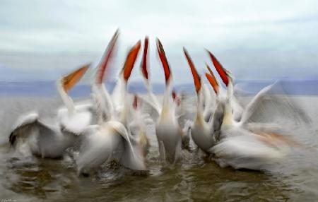 Pelicans in slow motion