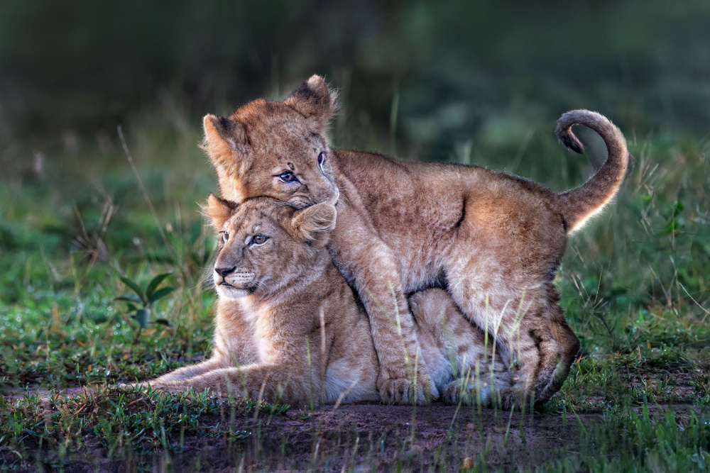 Playful lion cubs from Xavier Ortega