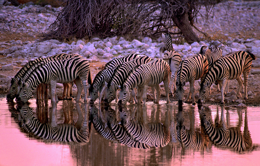Zebras at waterhole from Xavier Ortega