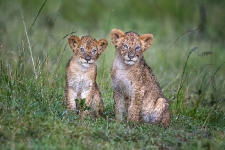 Two rain-soaked lion cubs