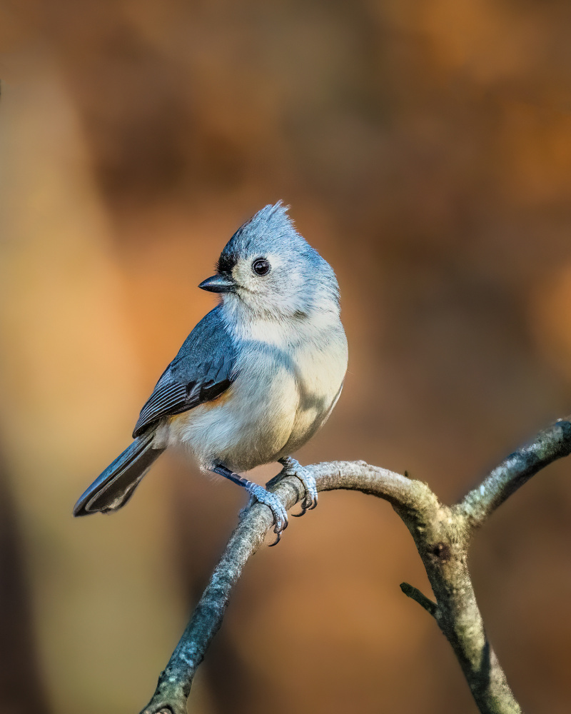 Tufted Titmouse from Xiao Cai