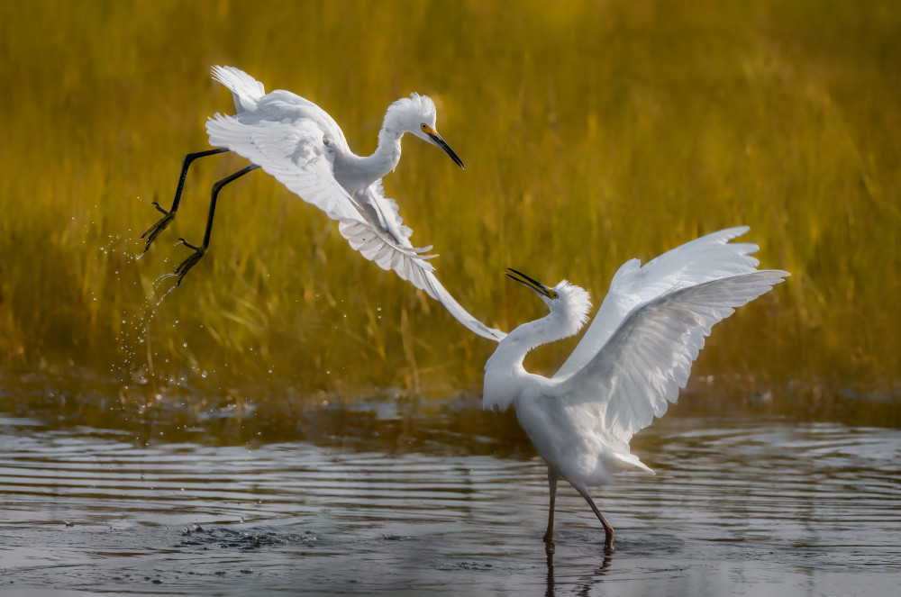 Two fighting snowy egrets from Xiaobing Tian