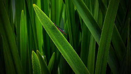 Hidden dragonfly