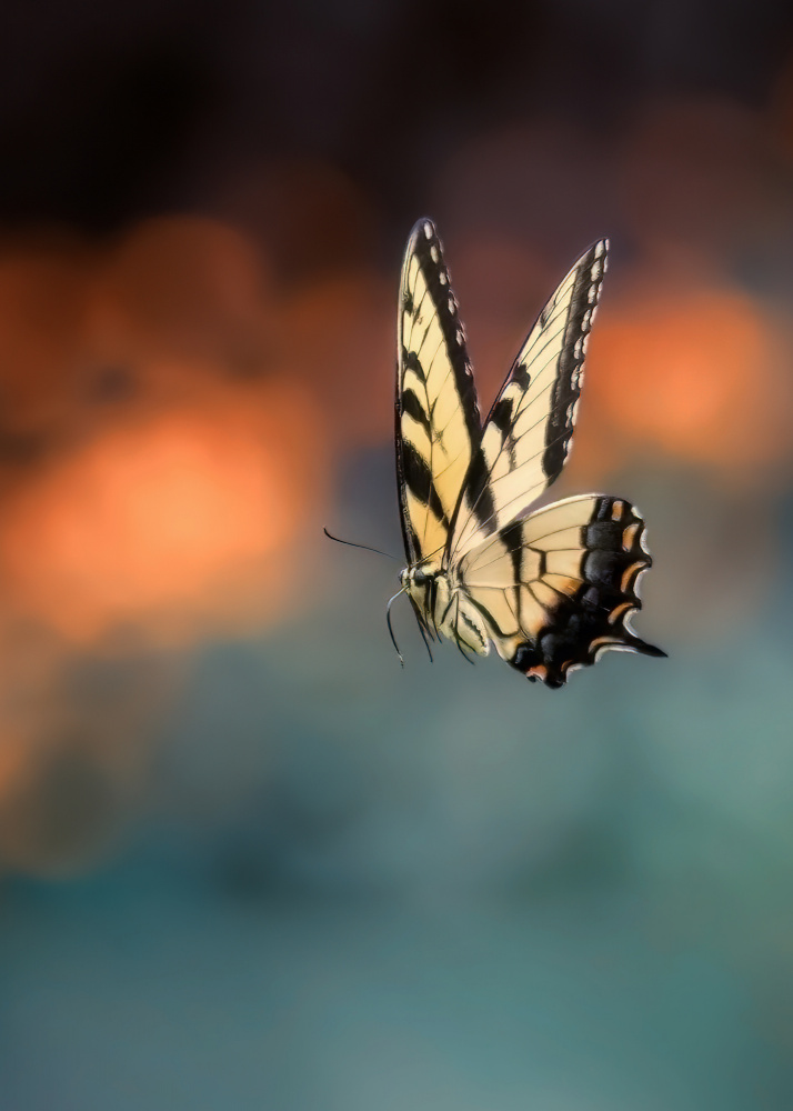 Flying Butterfly from Yanyu Shen