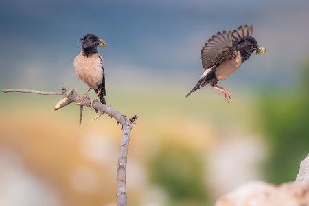 Rose starlings