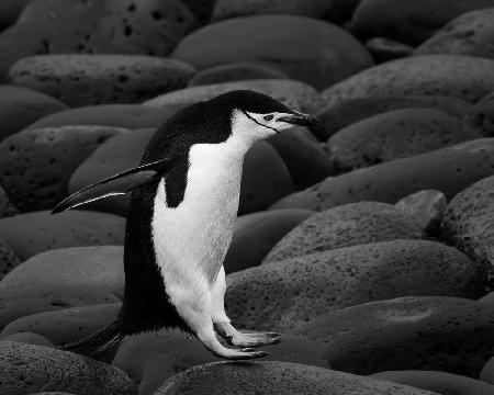 Chinstrap penguin