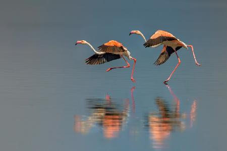 Flamingo landing