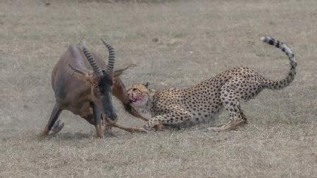 Cheetah hunting adult topi