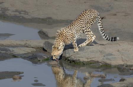 cheetah drinking