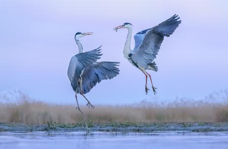 Grey heron fighting over a fish
