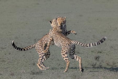 Young cheetahs playing