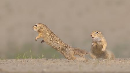 Ground squirrel fighting