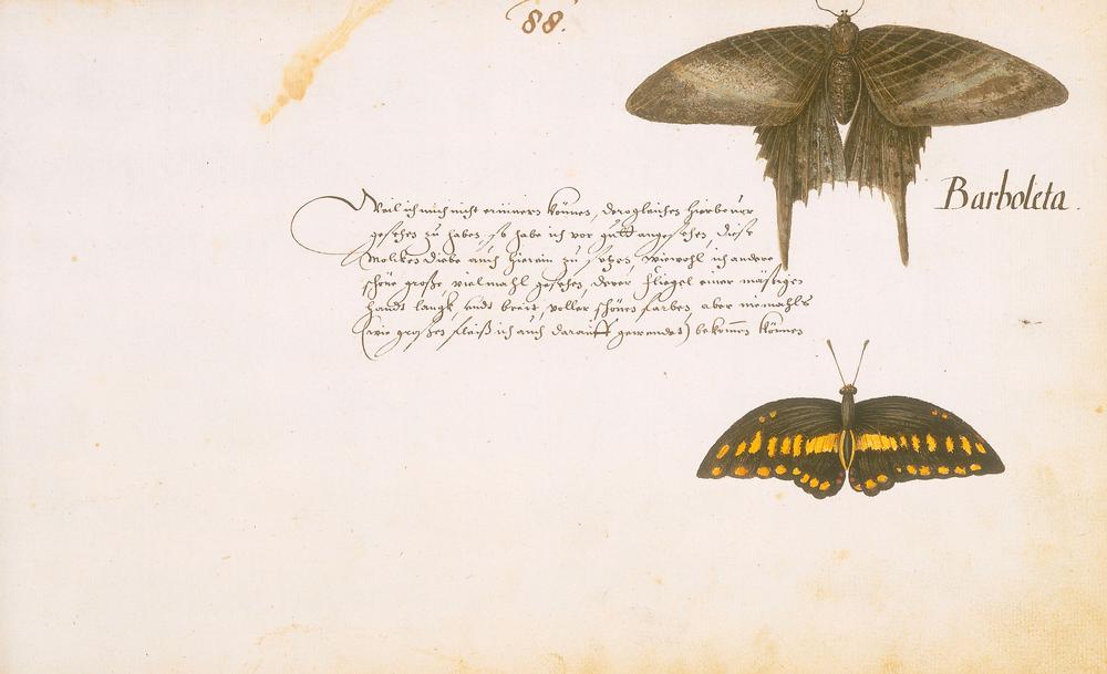 Barboleta. (Falter). Aquarell. Aus dem Tierbuch, fol. 88 r. Entstanden 1634–37 in Brasilien während  from Zacharias Wagner